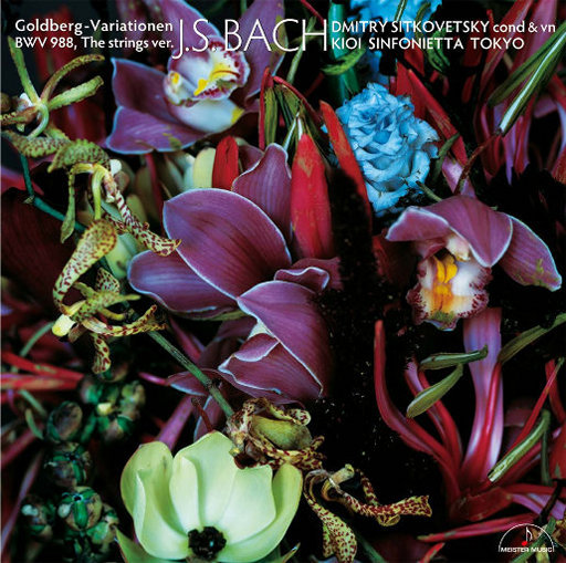 国产精品片在线观看无码
